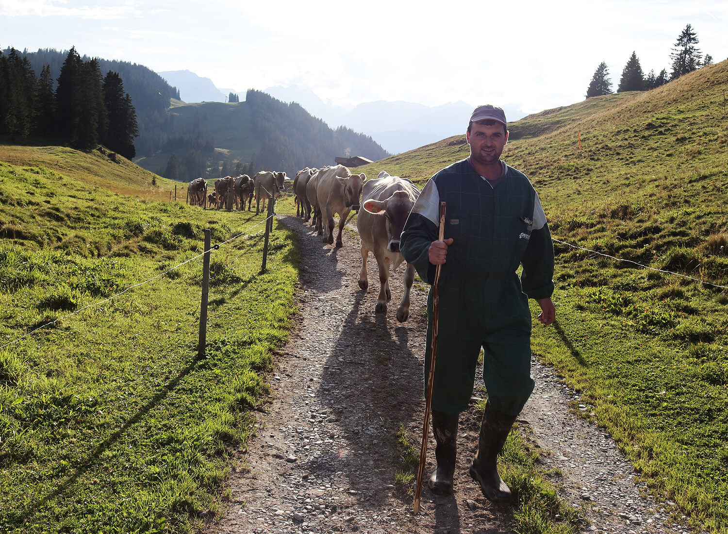 Hirte mit Kühen beim Alpabgang