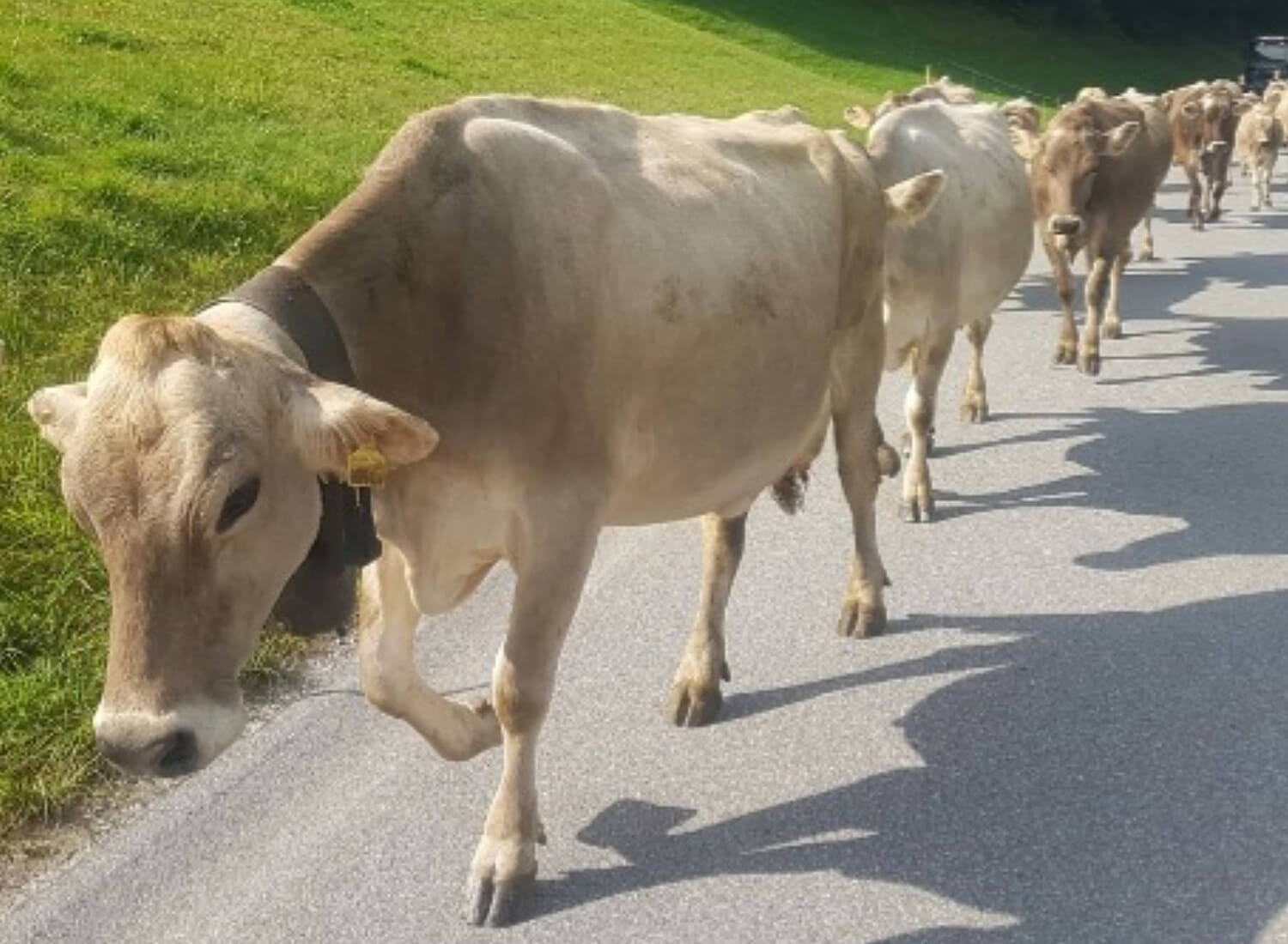 Kühe laufen hintereinander auf einer geteerten Strasse