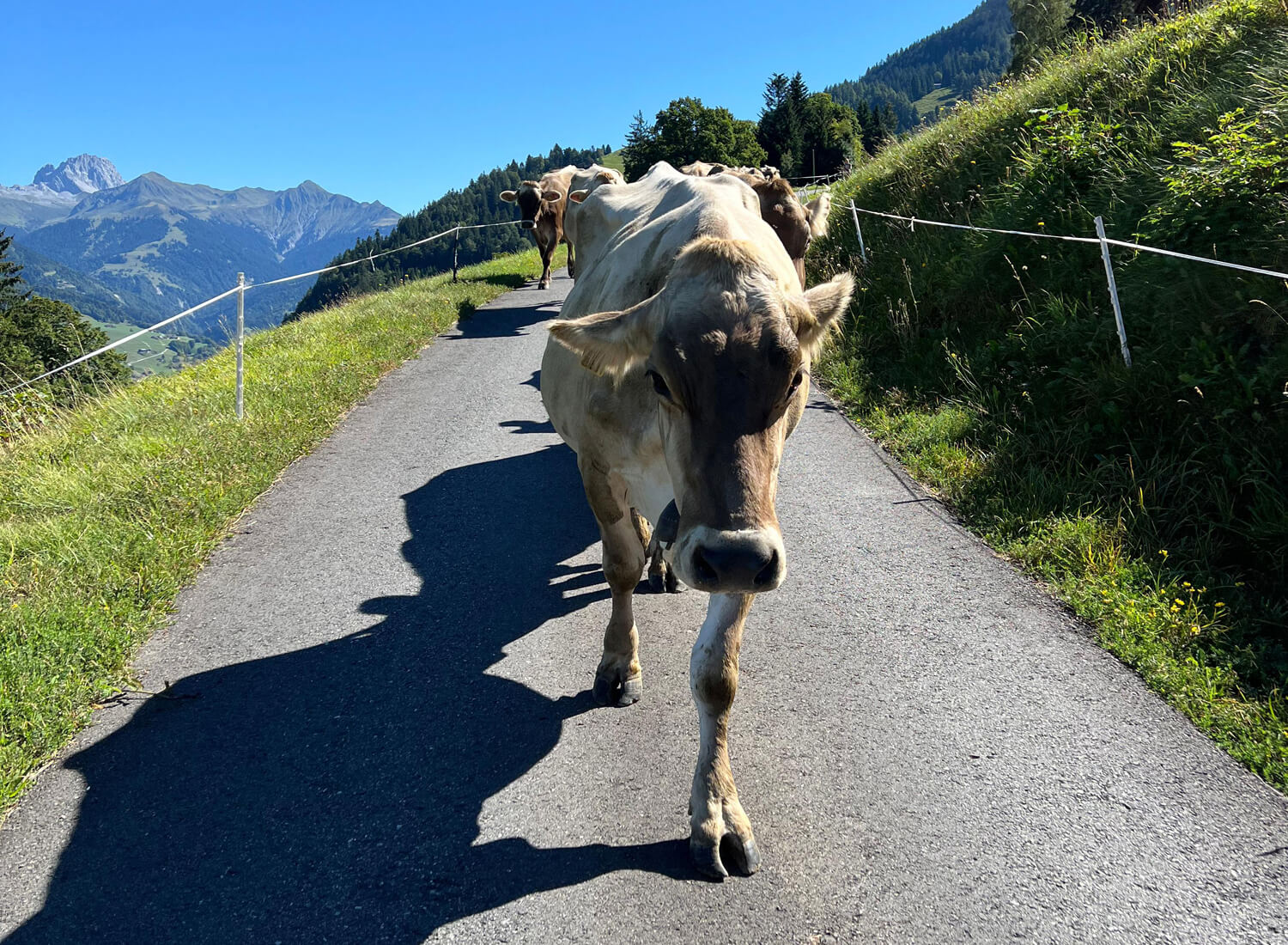 Kühe laufen hintereinander auf einer Strasse