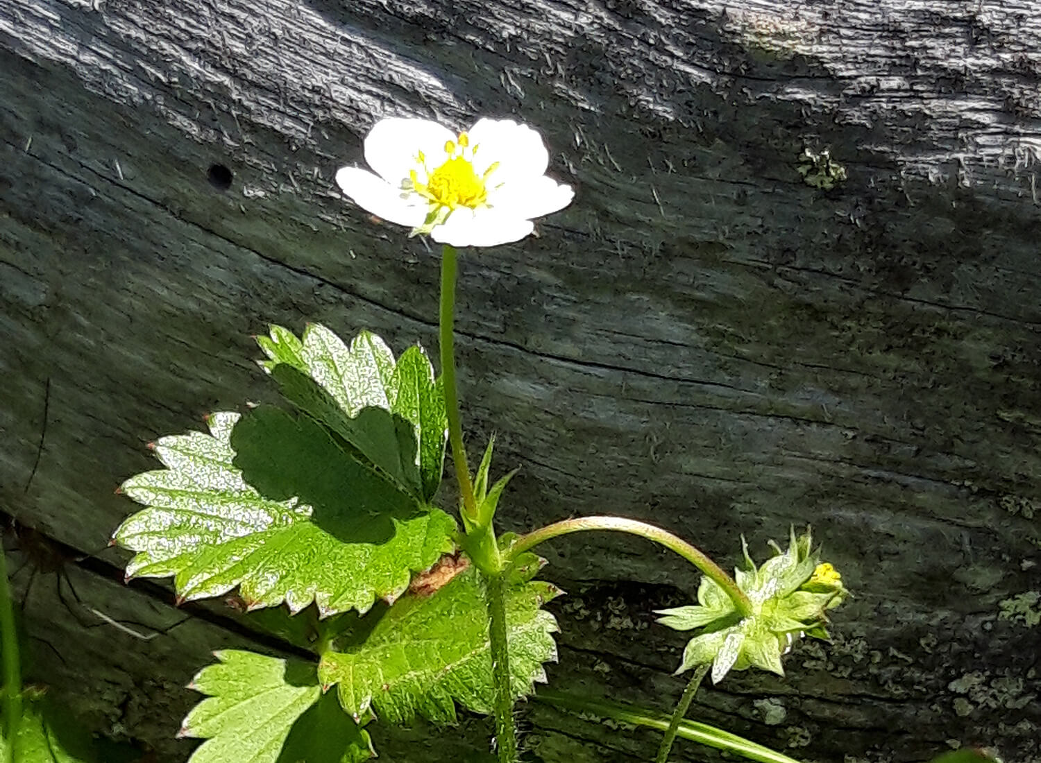 Blume mit weisser Blüte