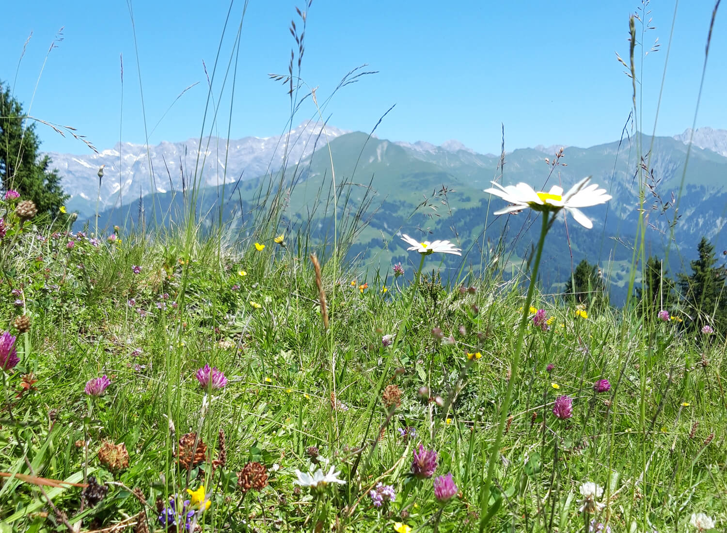 Alpwiese mit verschiedenen Blumen