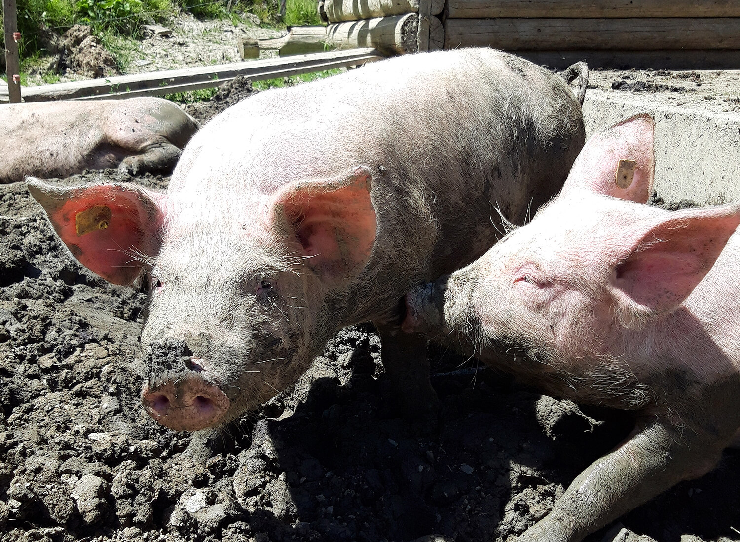 Ferkel suhlen sich im Dreck