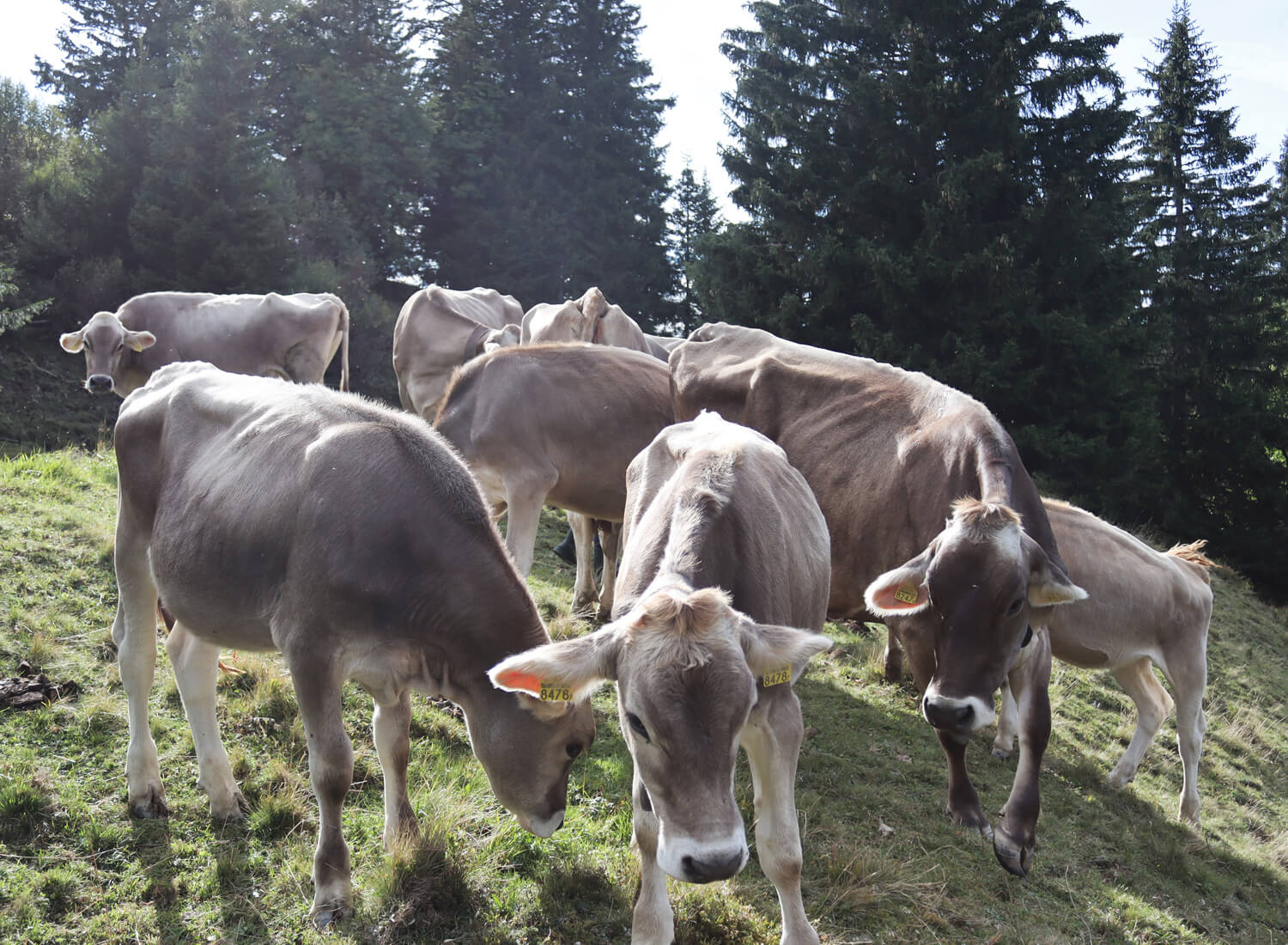 Kuhherde