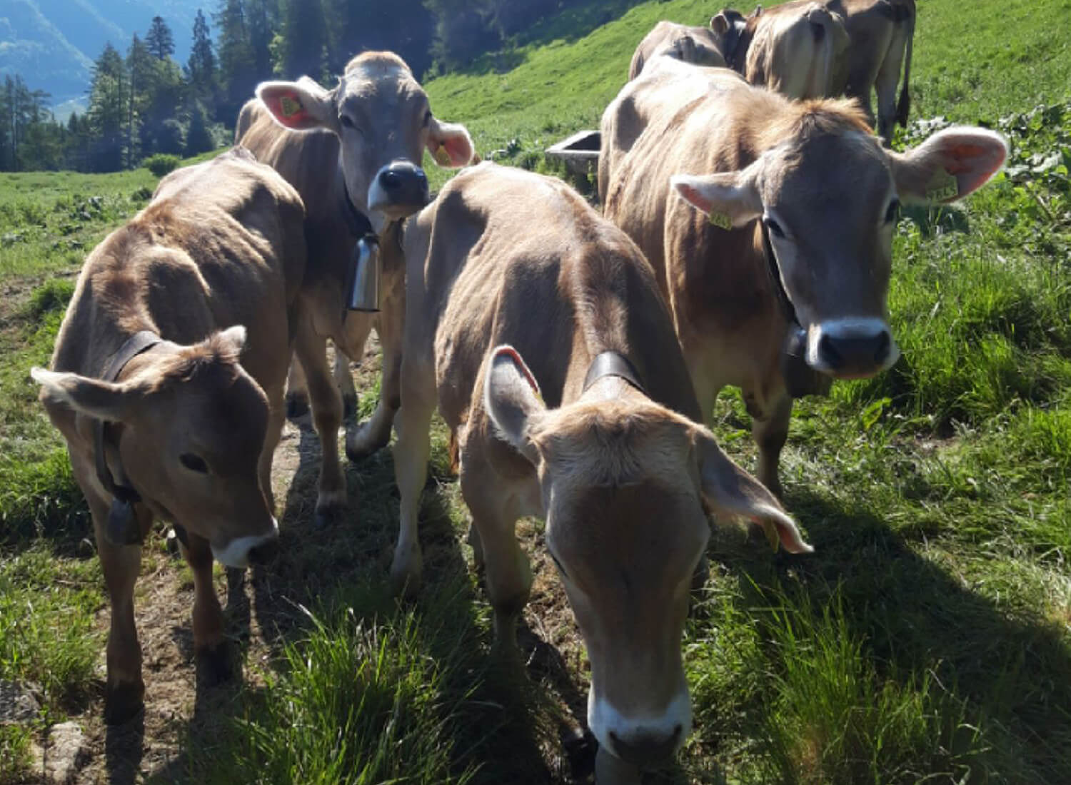 Kuhherde in Weidehaltung