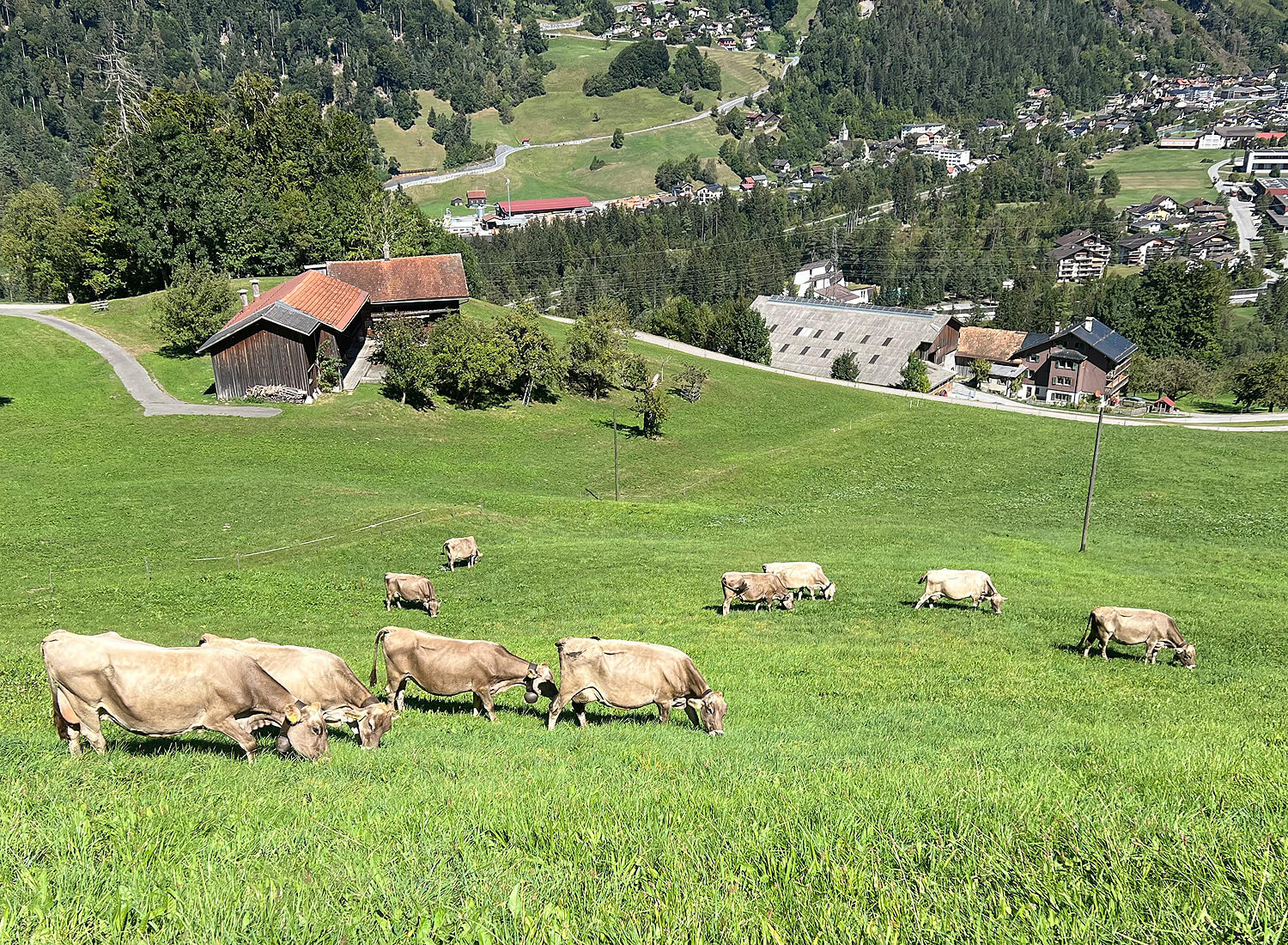 Kuhherde auf einer Weide in Grüsch
