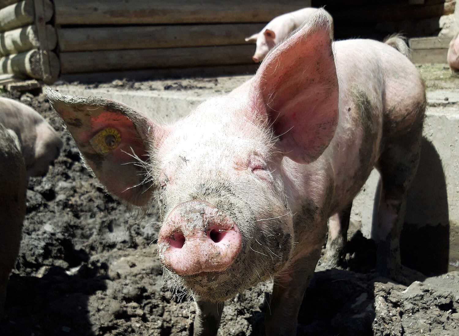 Schwein geniesst das Suhlen im Dreck