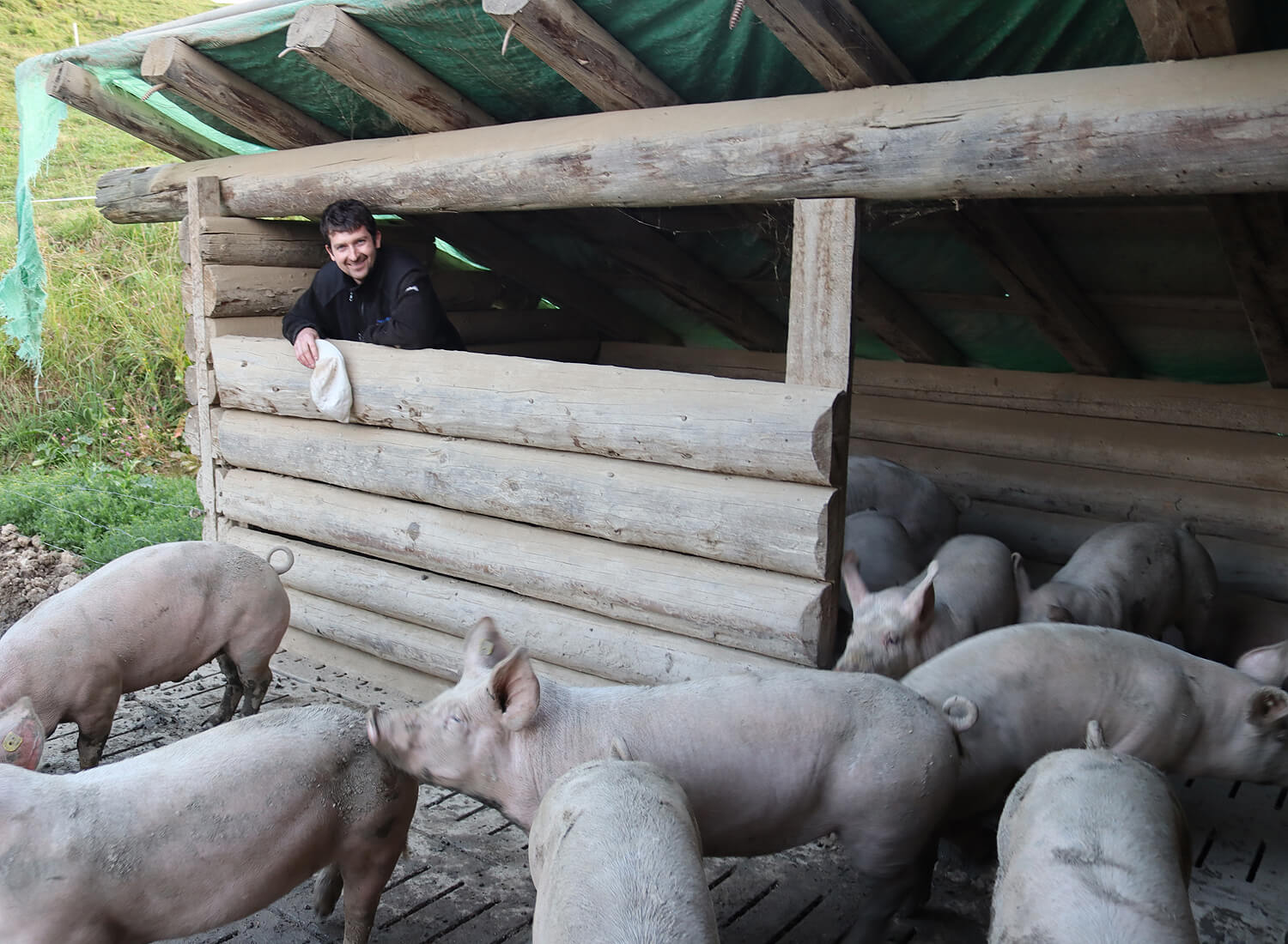 Schweineherde im Auslauf