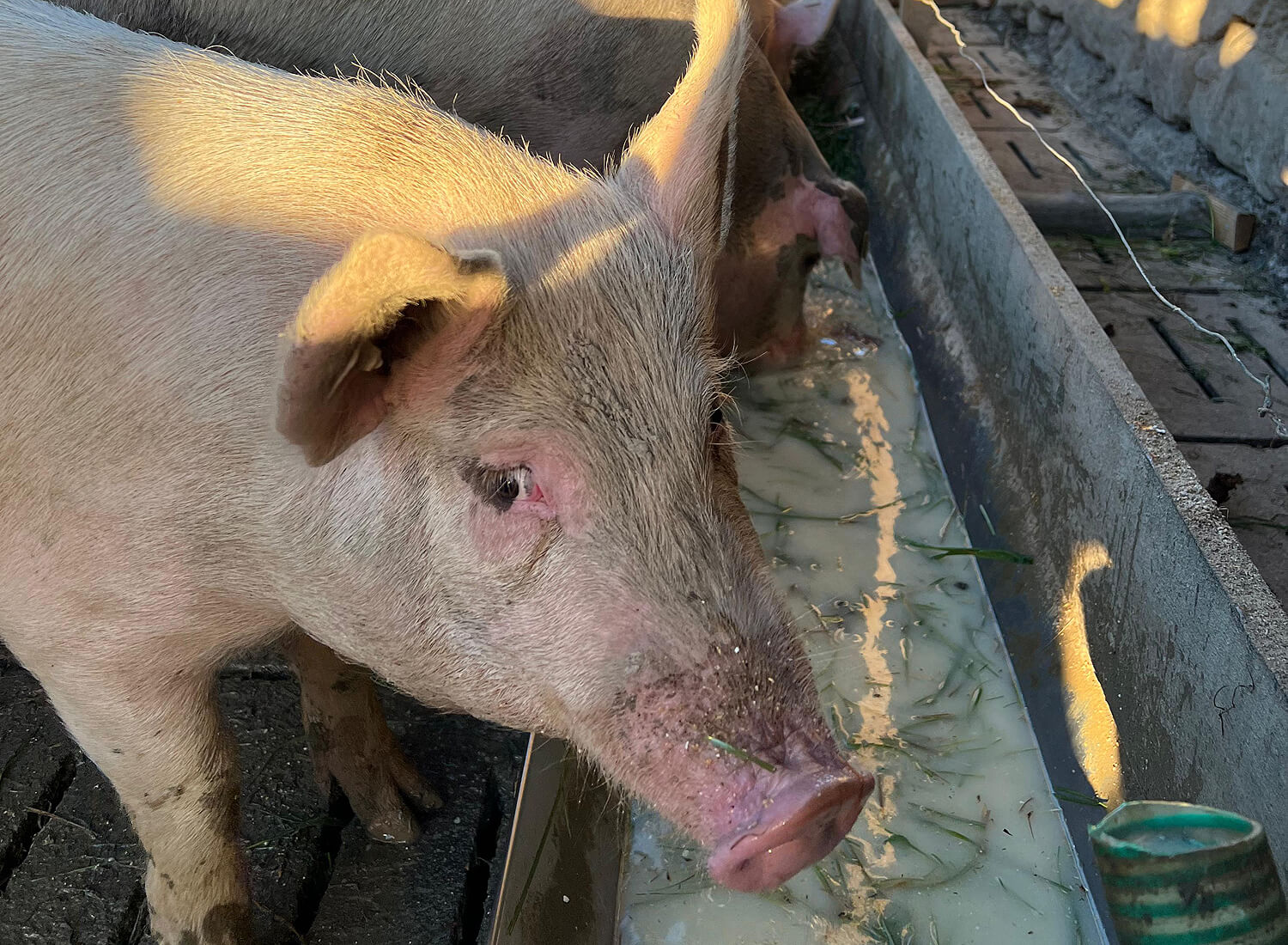 Schwein am Futtertrog