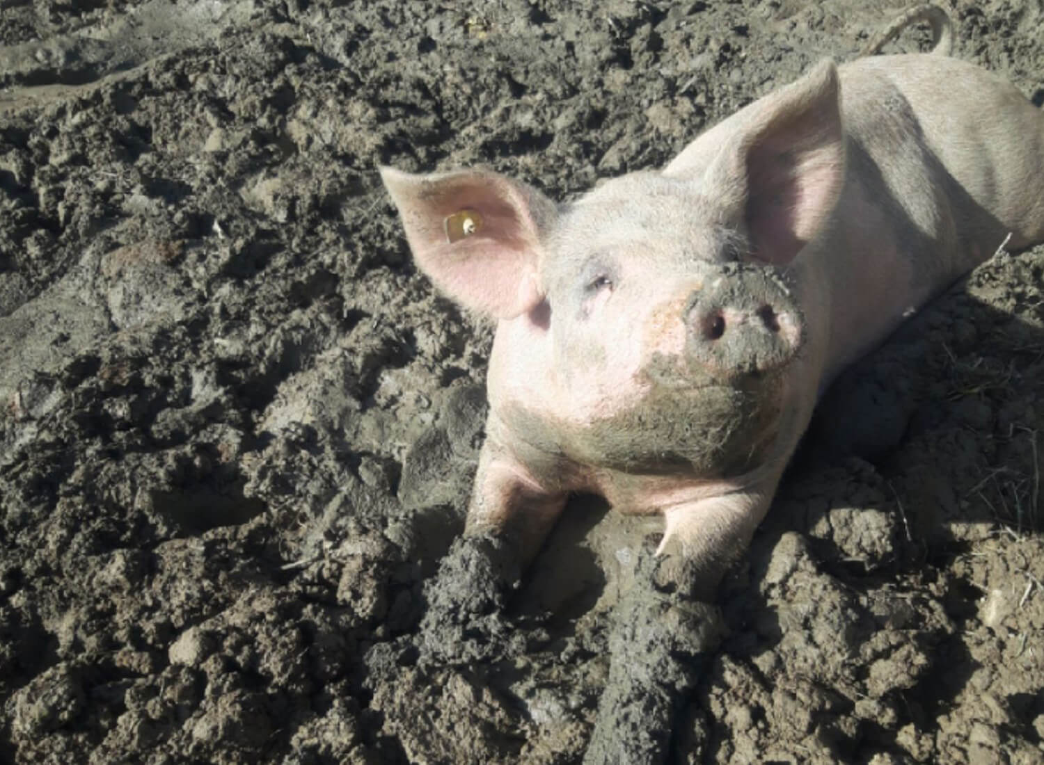 Schwein geniesst den Schlamm auf der Alp