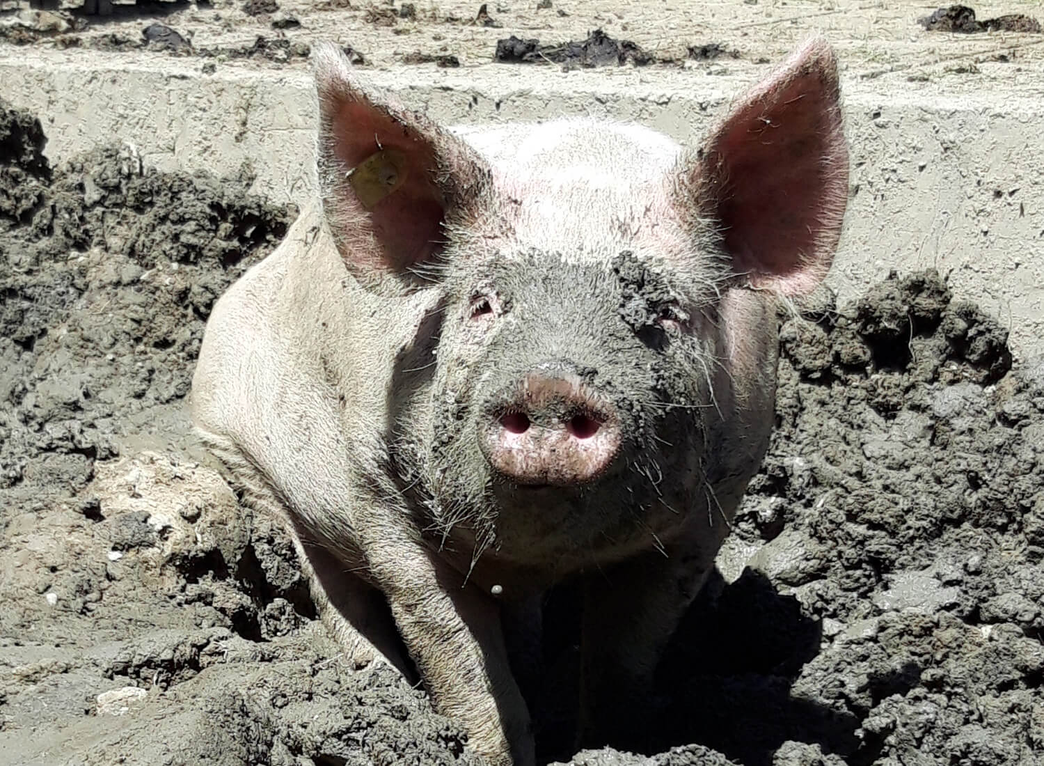 Schmutziges Schwein im Freilauf und im Schlamm