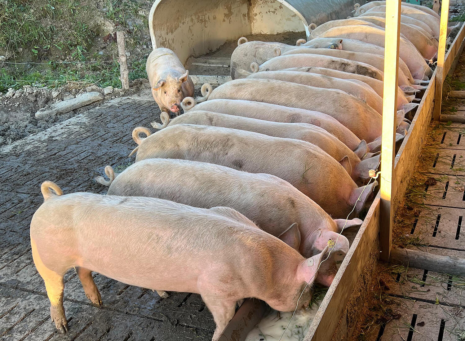 Schweine in einer Reihe am Trog