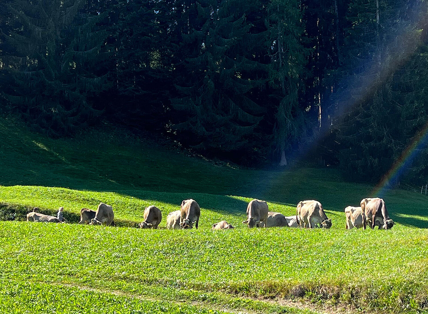 Kuhherde auf einer Wiese