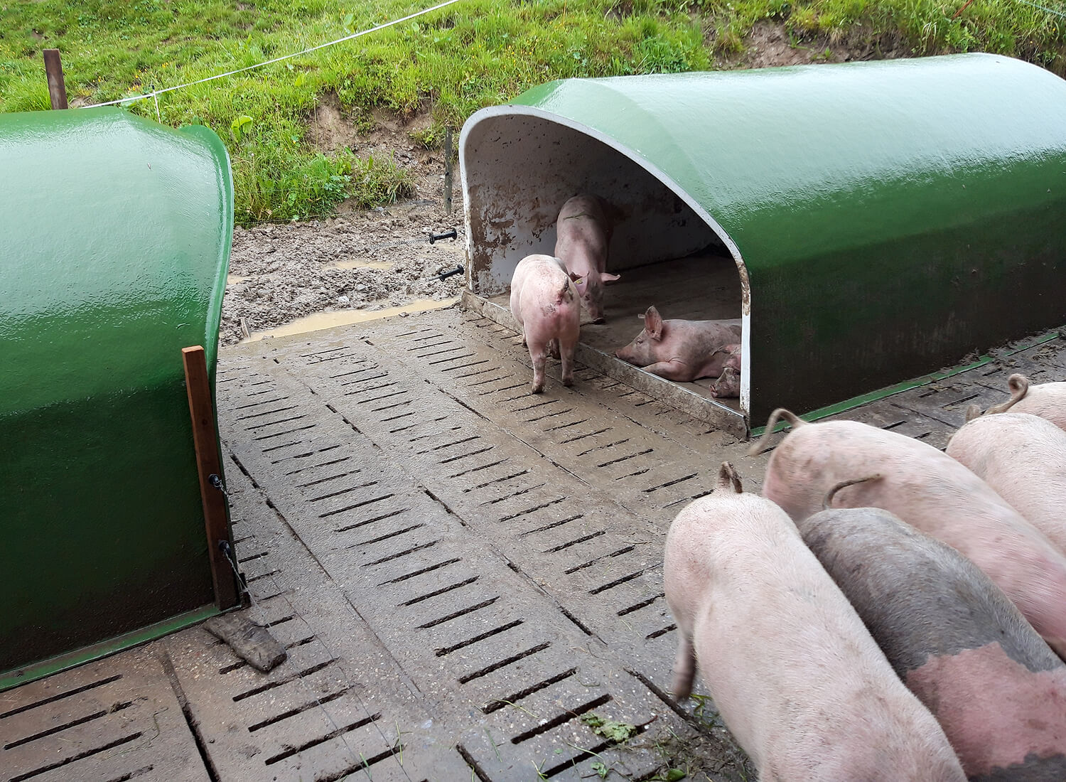 Schweine im Outdoor-Stall