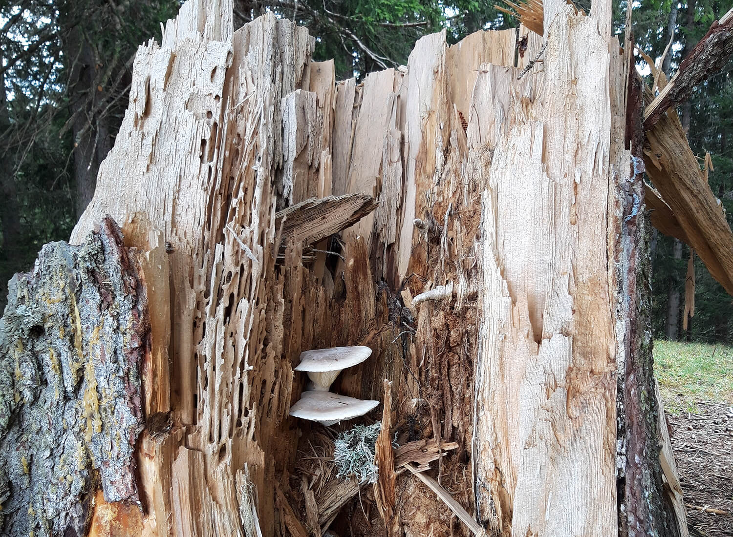 Hohler Baumstamm mit Pilz