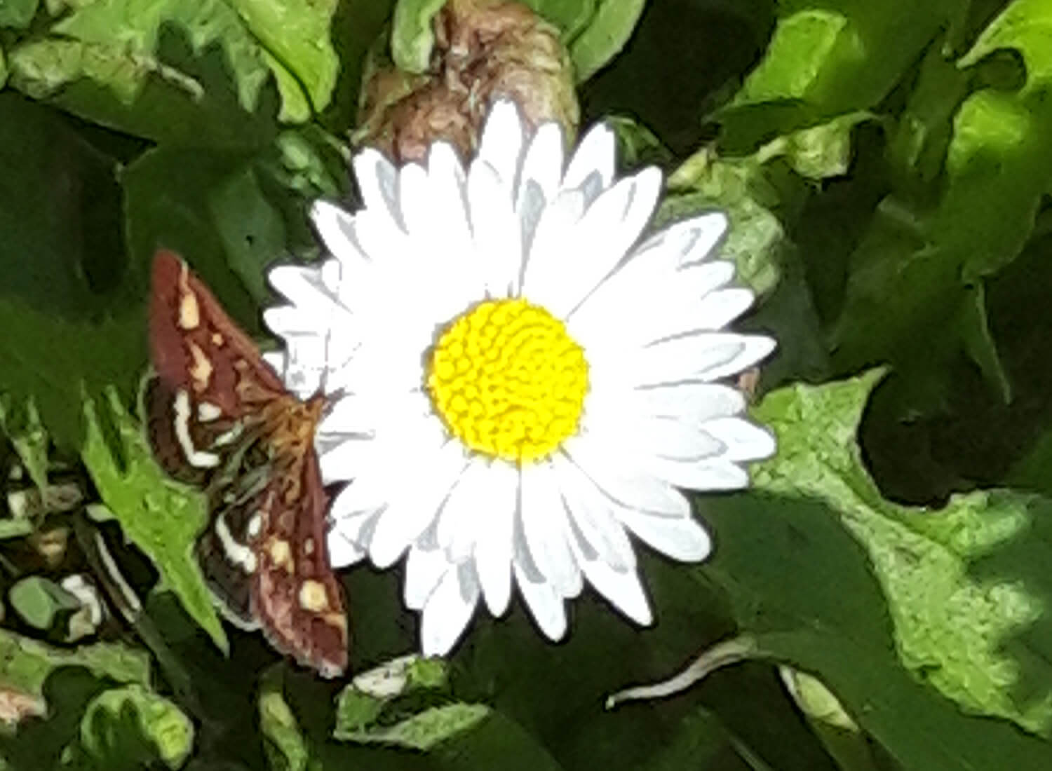 Weisse Blume mit Schmetterling