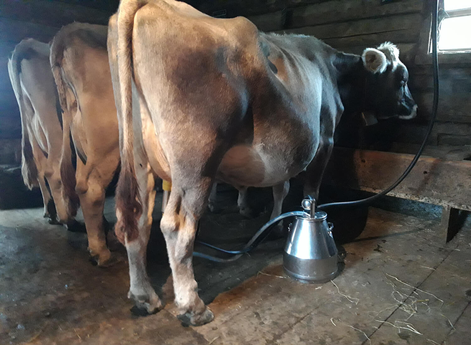 Kühe im Stall mit Melkmaschine