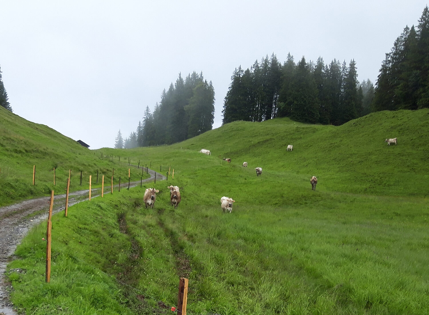 Kühe auf einer grünen Wiese in verregneter Umgebung