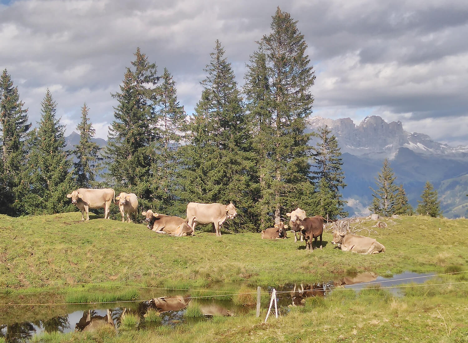 Kühe auf einer hügeligen Wiese mit Wasser
