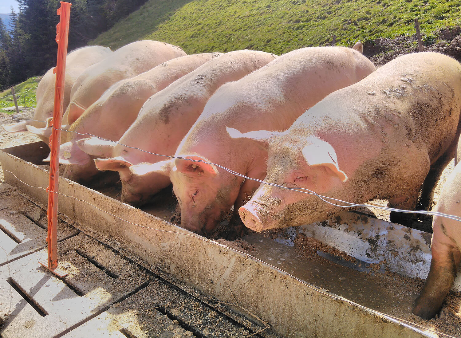 Schweine in einer Reihe am Futtertrog