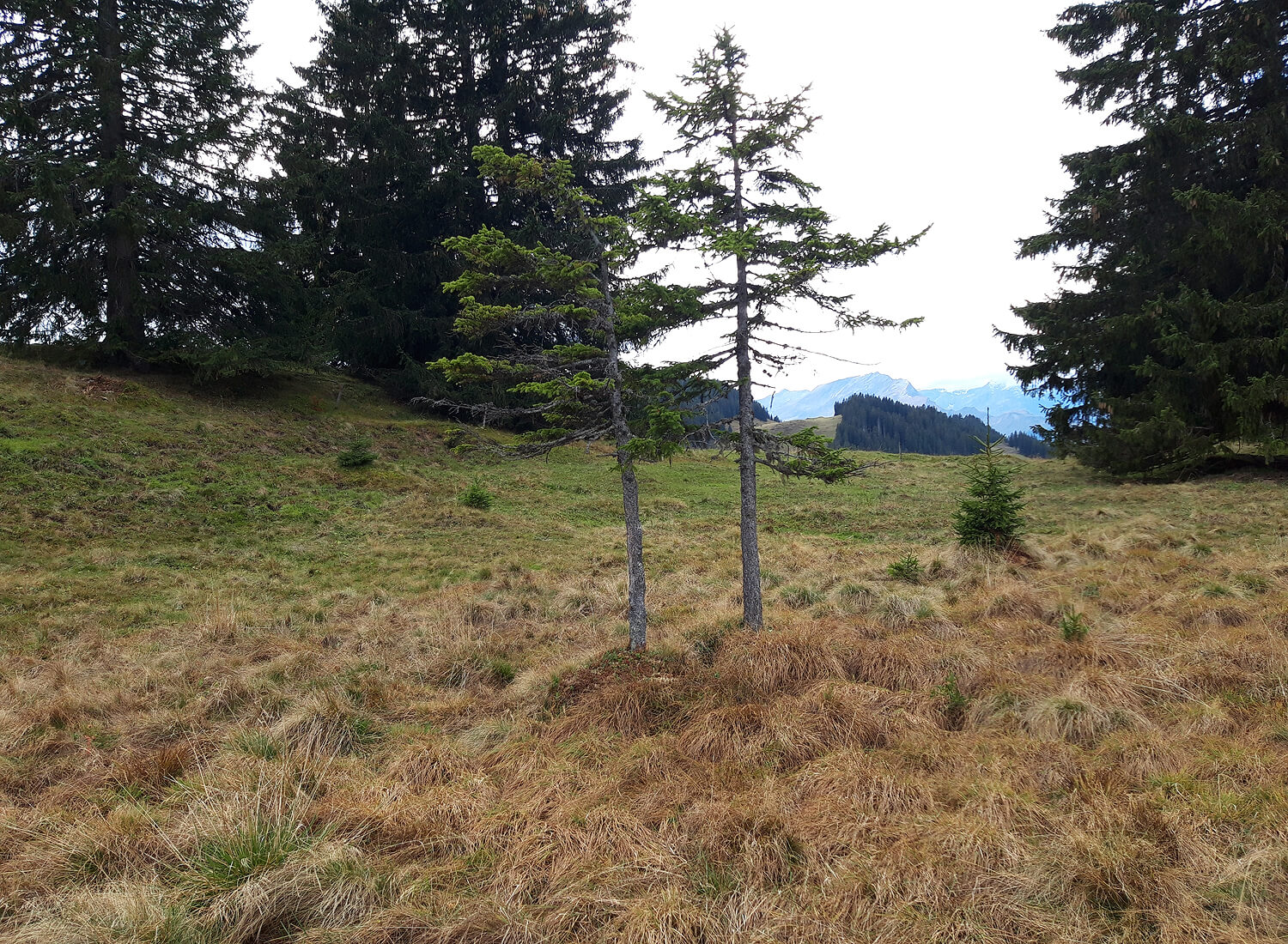 Wiese mit kleinen Bäumen