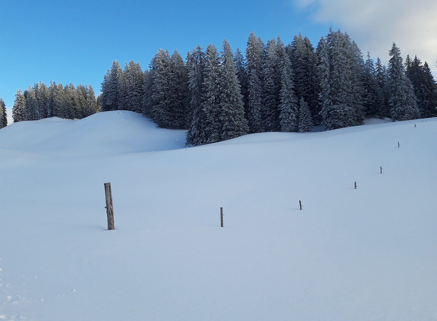 Unberührte Winterlandschaft mit Bäumen