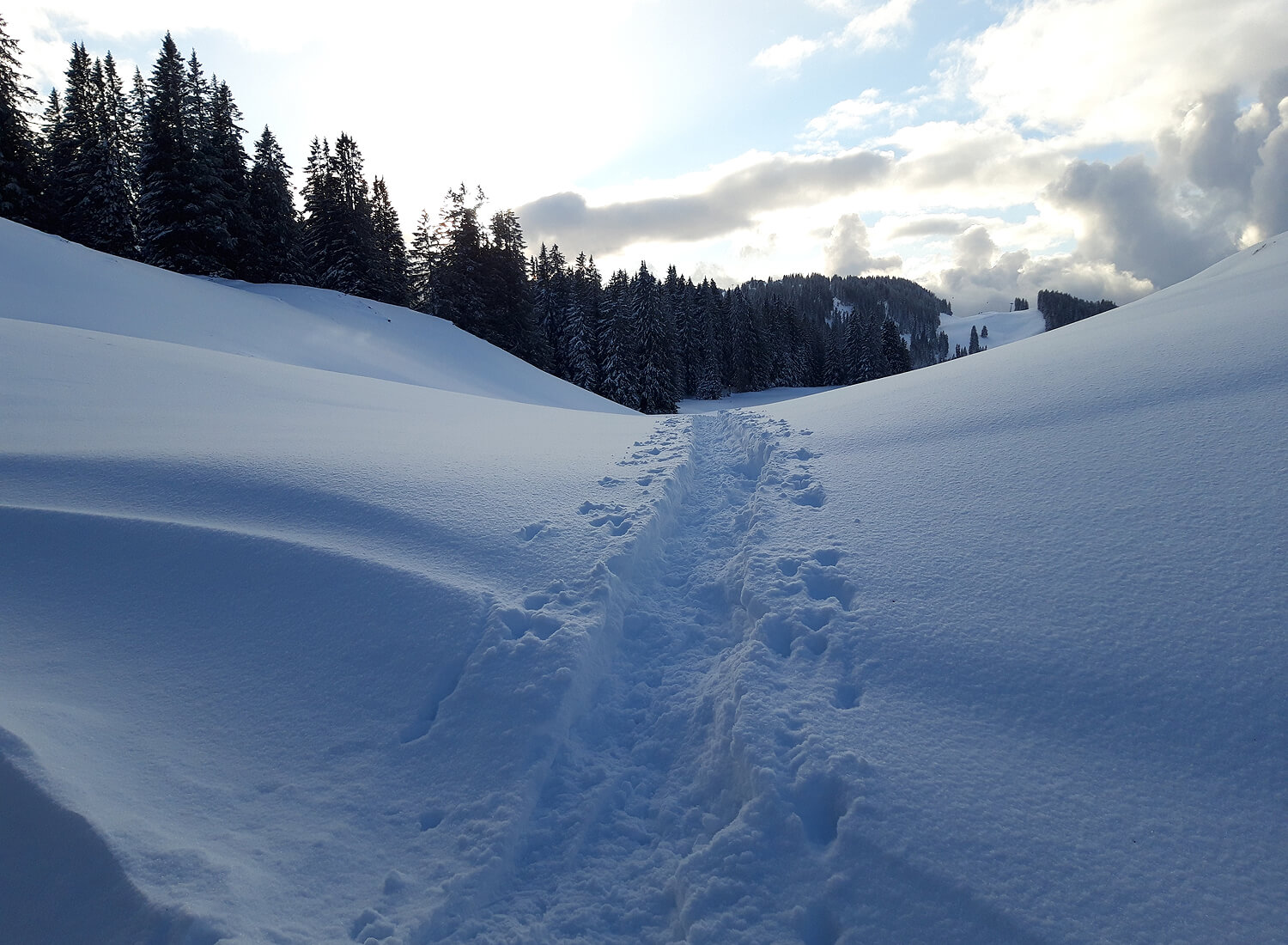 Fuss- und Wildspuren im Schnee