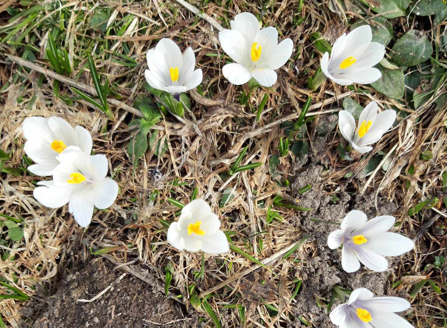 Weisse Krokusse im Frühling